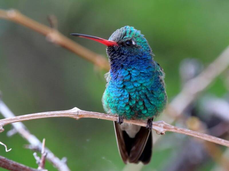 Broad-billed Hummingbird, Photos 2