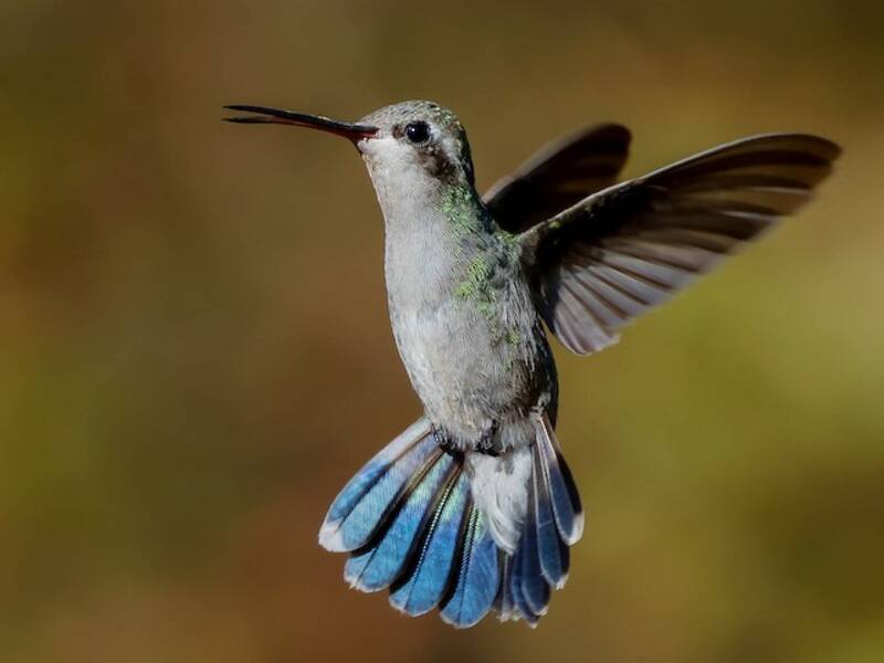 Broad-billed Hummingbird, Photos 3