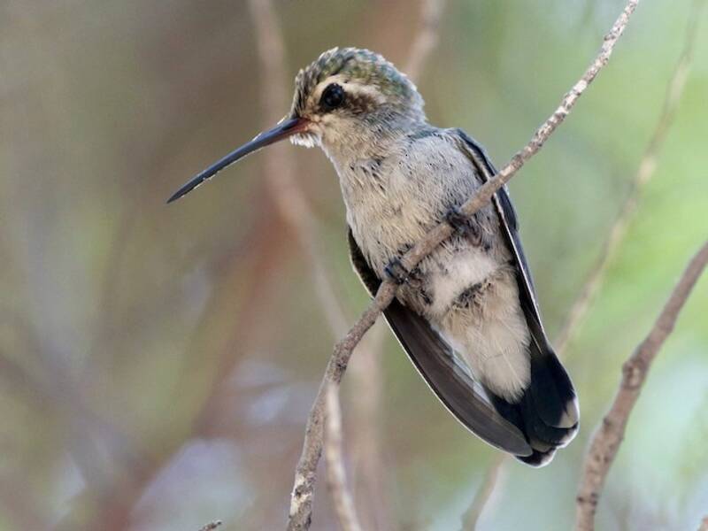 Broad-billed Hummingbird, Photos 4