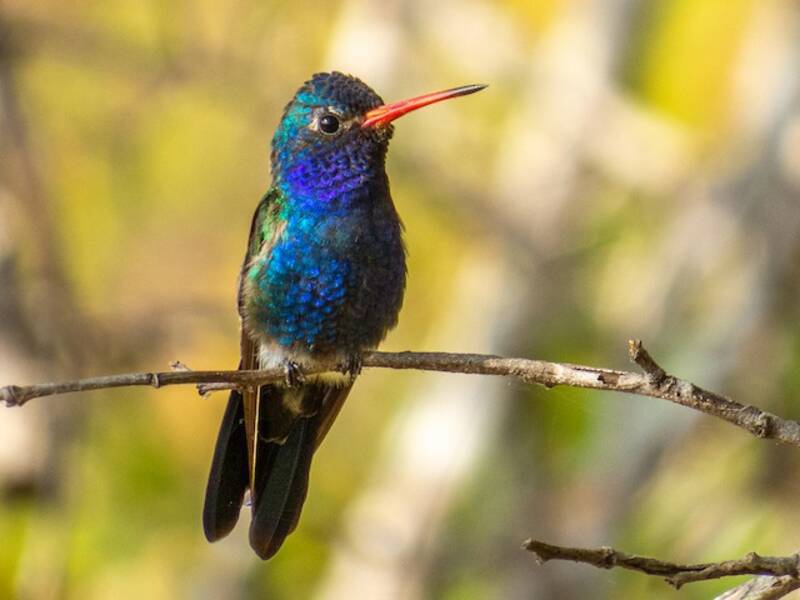 Turquoise-crowned Hummingbird, 照片 3