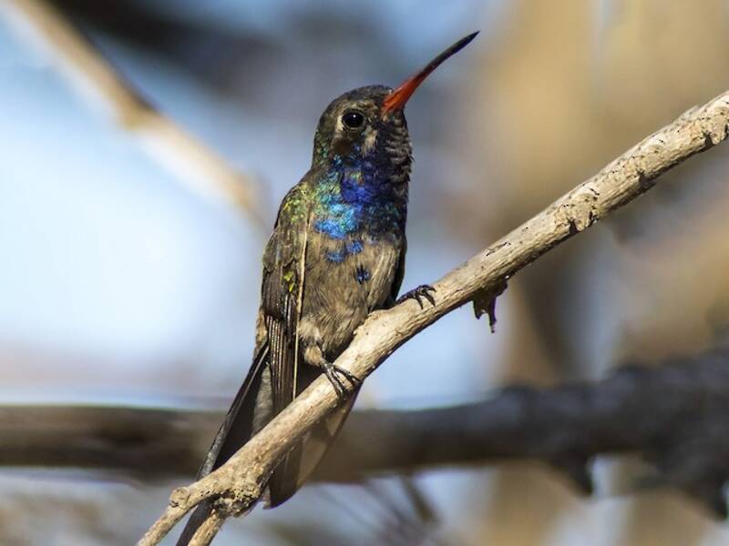 Colibrì corona turchese