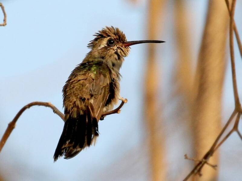 Turquoise-crowned Hummingbird, 照片 2