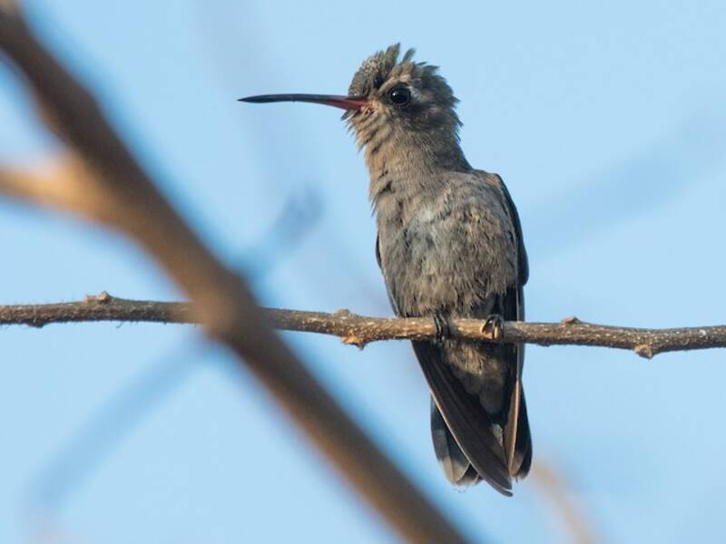 Turquoise-crowned Hummingbird, 照片 4