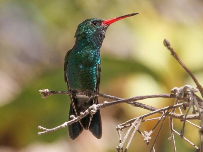 Colibrì delle Tres Marias, Foto 2