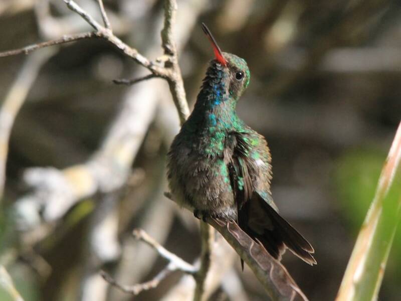 Colibrì delle Tres Marias, Foto 3