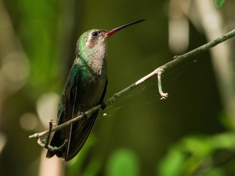 Colibrì delle Tres Marias