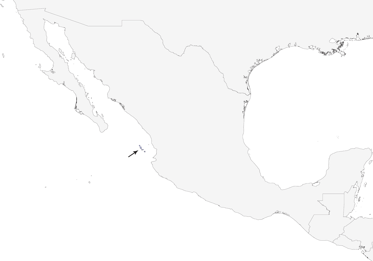 Colibrì delle Tres Marias, Distribuzione 1