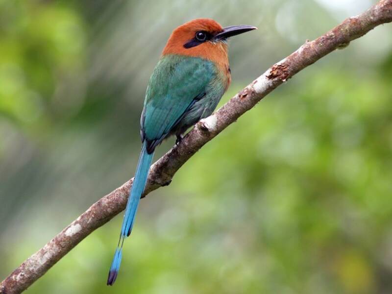 Breitschnabel-Motmot