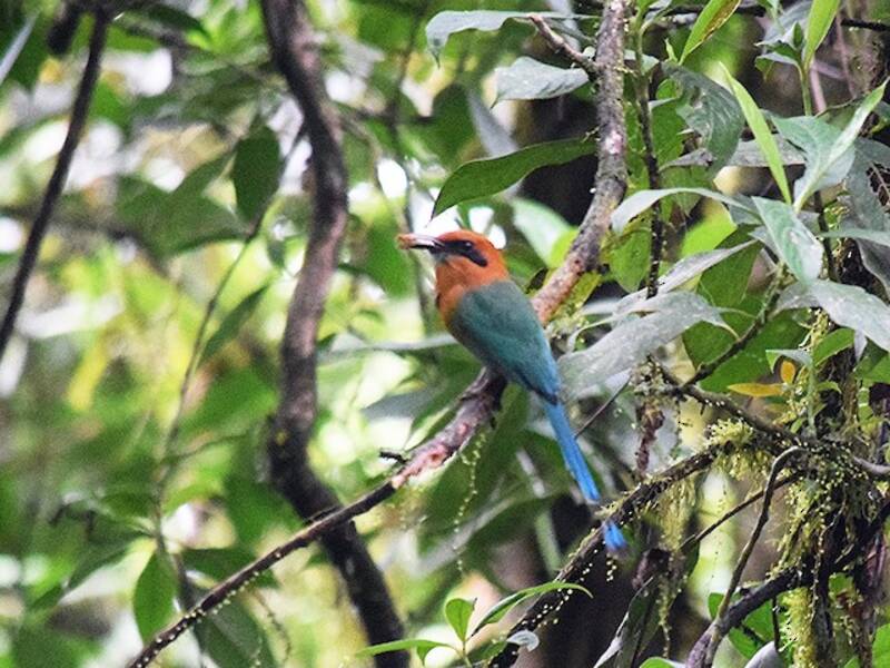 Momoto Piquiancho, Fotos 4