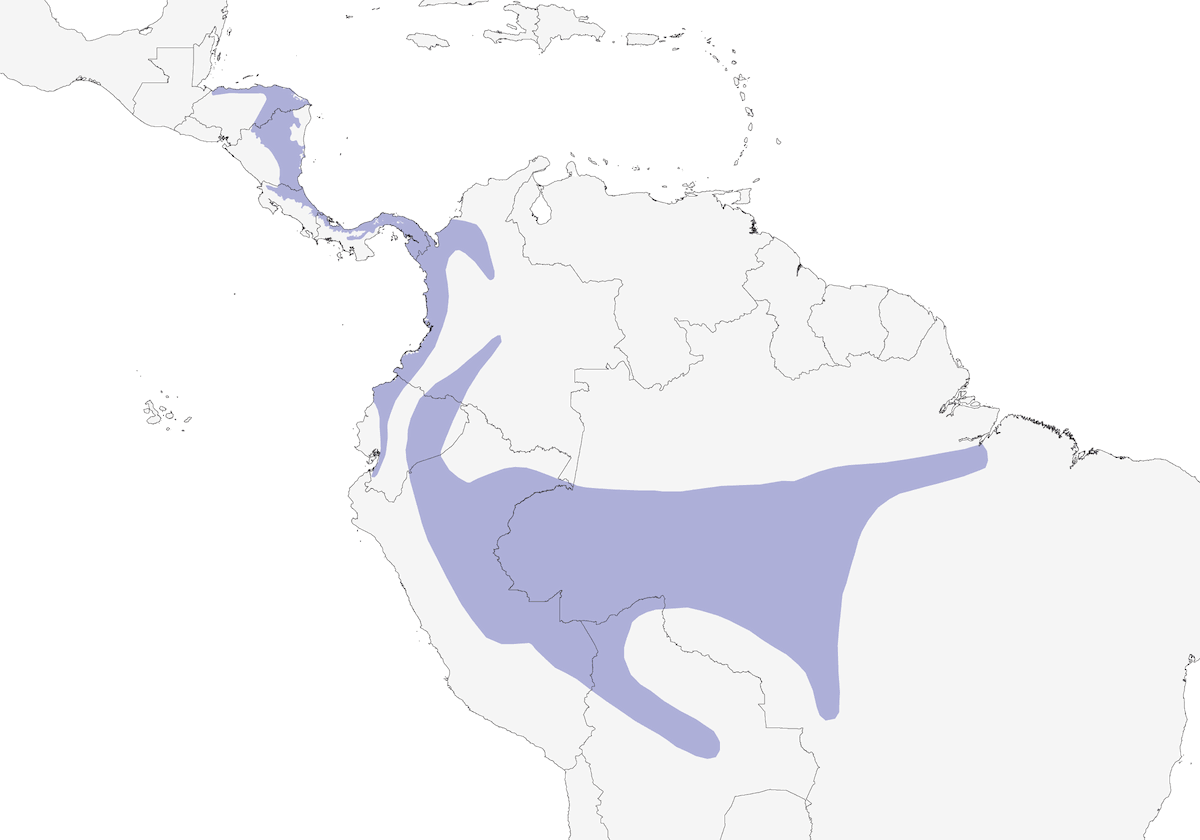 Momoto Piquiancho, Distribución 1
