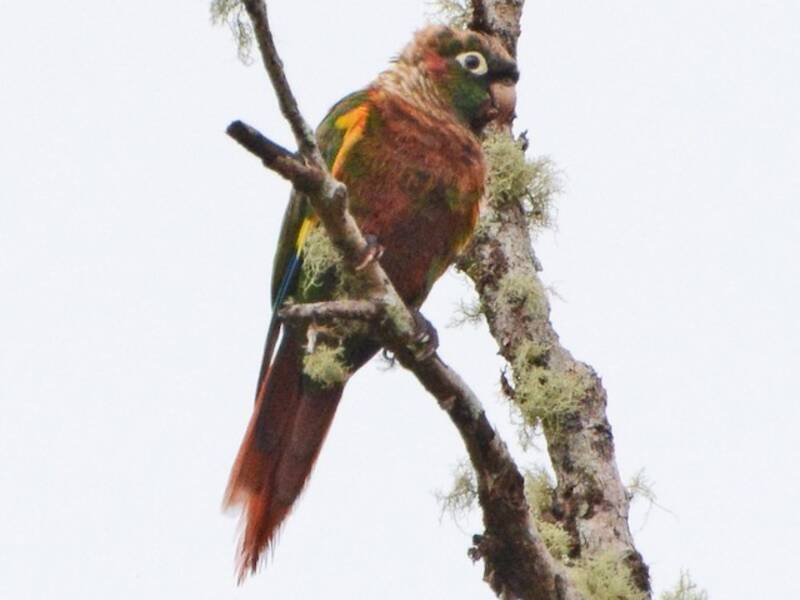Brown-breasted Parakeet, Photos 3