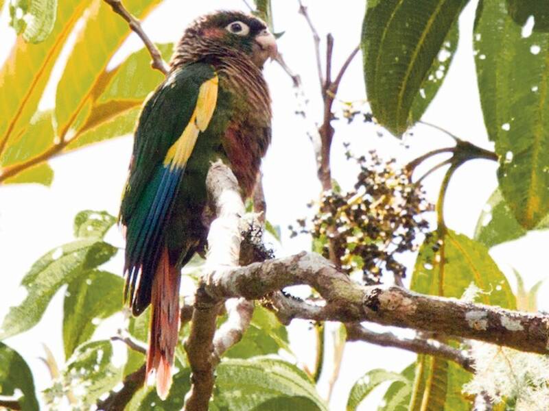 Brown-breasted Parakeet
