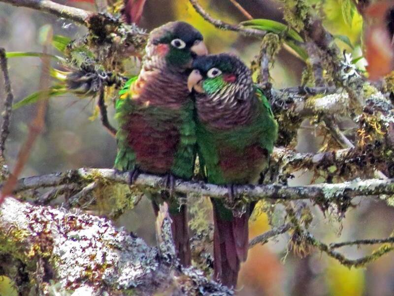 Brown-breasted Parakeet, Photos 2