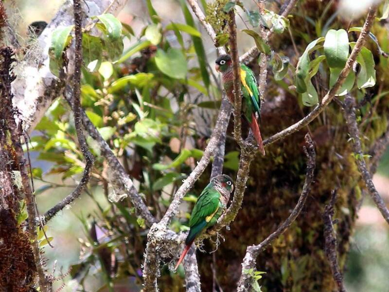 Brown-breasted Parakeet, Photos 4