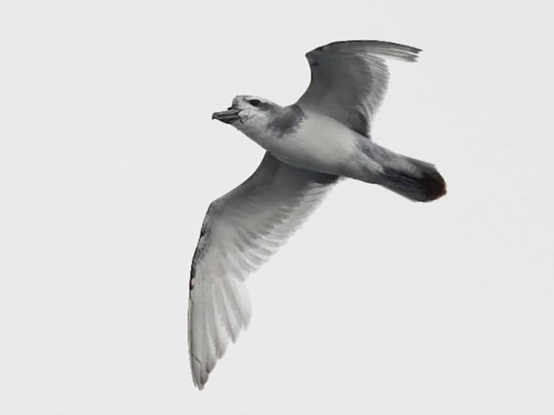Breitschnabel-Sturmvogel, Fotos 3