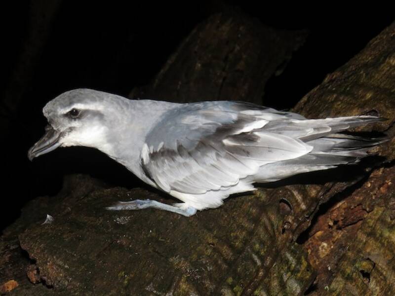 Breitschnabel-Sturmvogel, Fotos 2