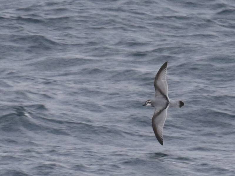 Broad-billed Prion