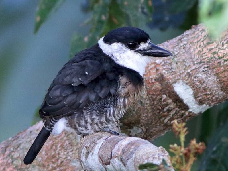 Brown-banded Puffbird