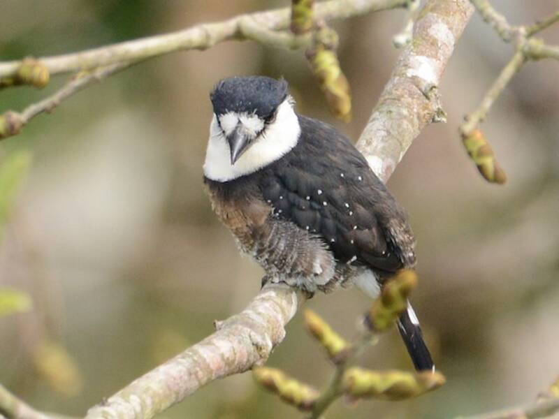 Brown-banded Puffbird, Photos 3