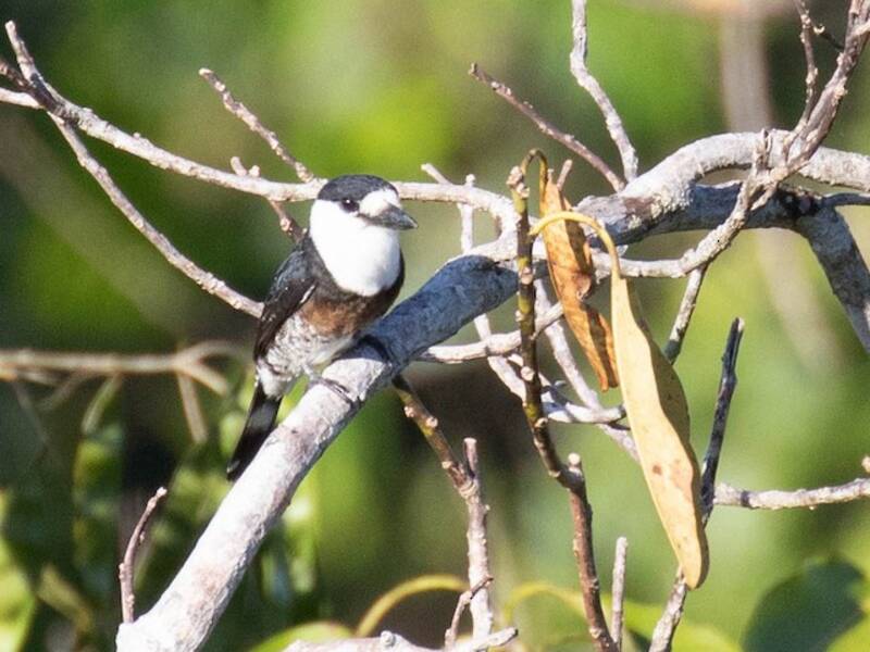 Brown-banded Puffbird, Photos 2