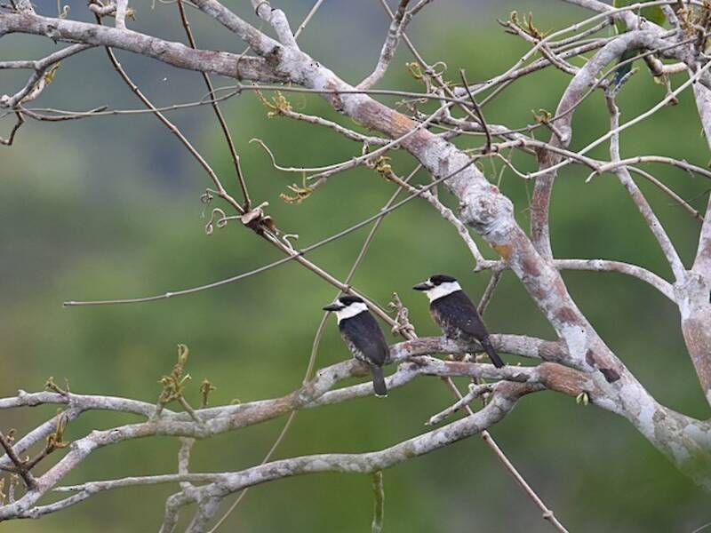 Brown-banded Puffbird, Photos 4