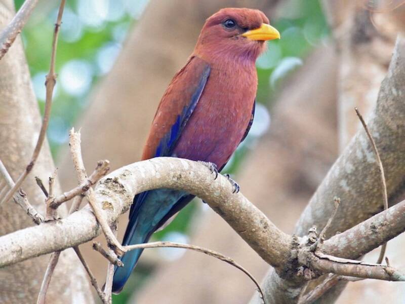 Broad-billed Roller, Photos 3