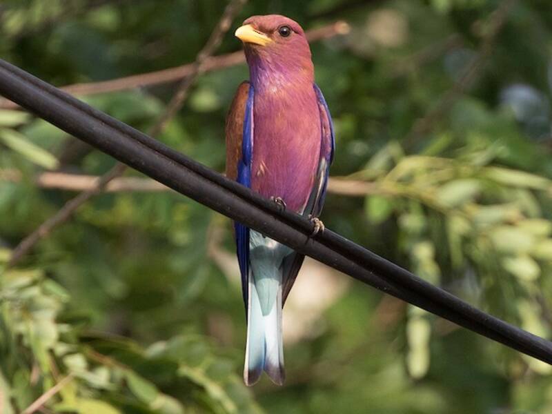 Broad-billed Roller, Photos 4