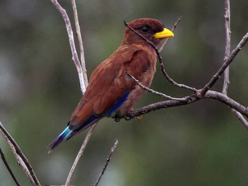 Broad-billed Roller - Eurystomus glaucurus