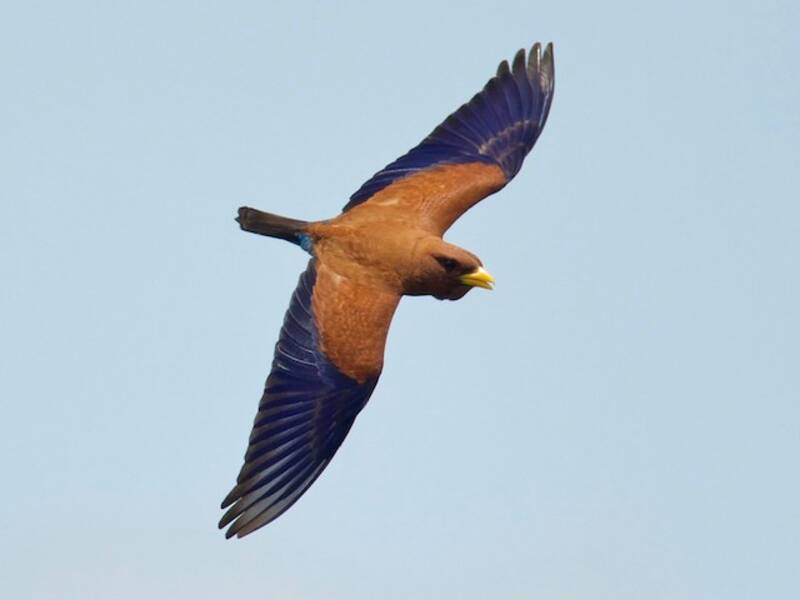 Broad-billed Roller, Photos 2