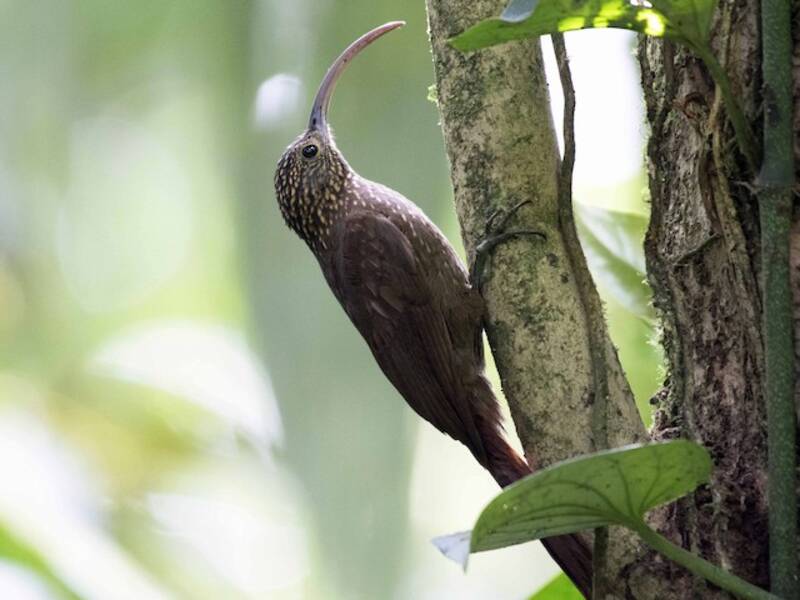 Brown-billed Scythebill, Photos 4