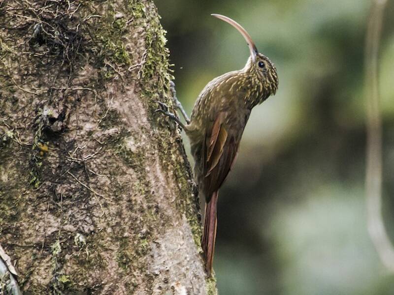 Brown-billed Scythebill, Photos 3