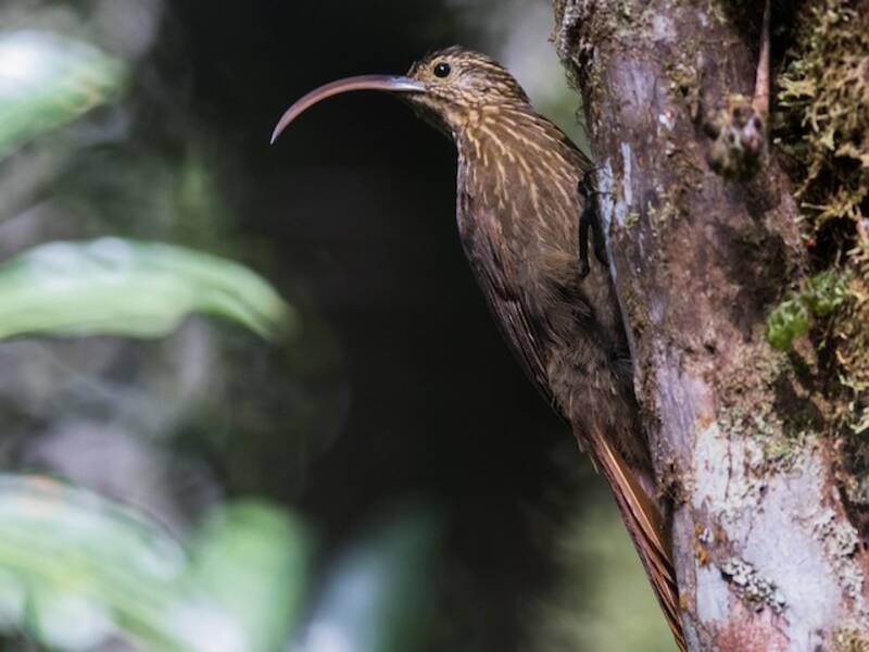 Brown-billed Scythebill, Photos 2
