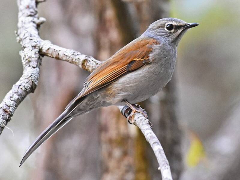 Brown-backed Solitaire