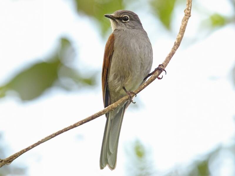 Brown-backed Solitaire, Photos 3