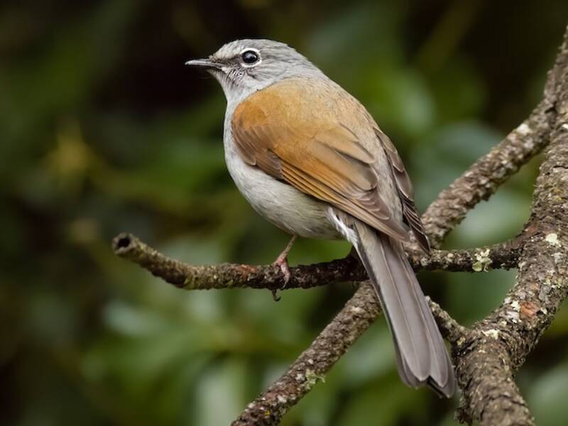 Brown-backed Solitaire, Photos 2