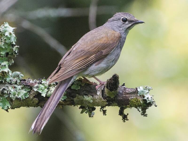 Brown-backed Solitaire, Photos 4