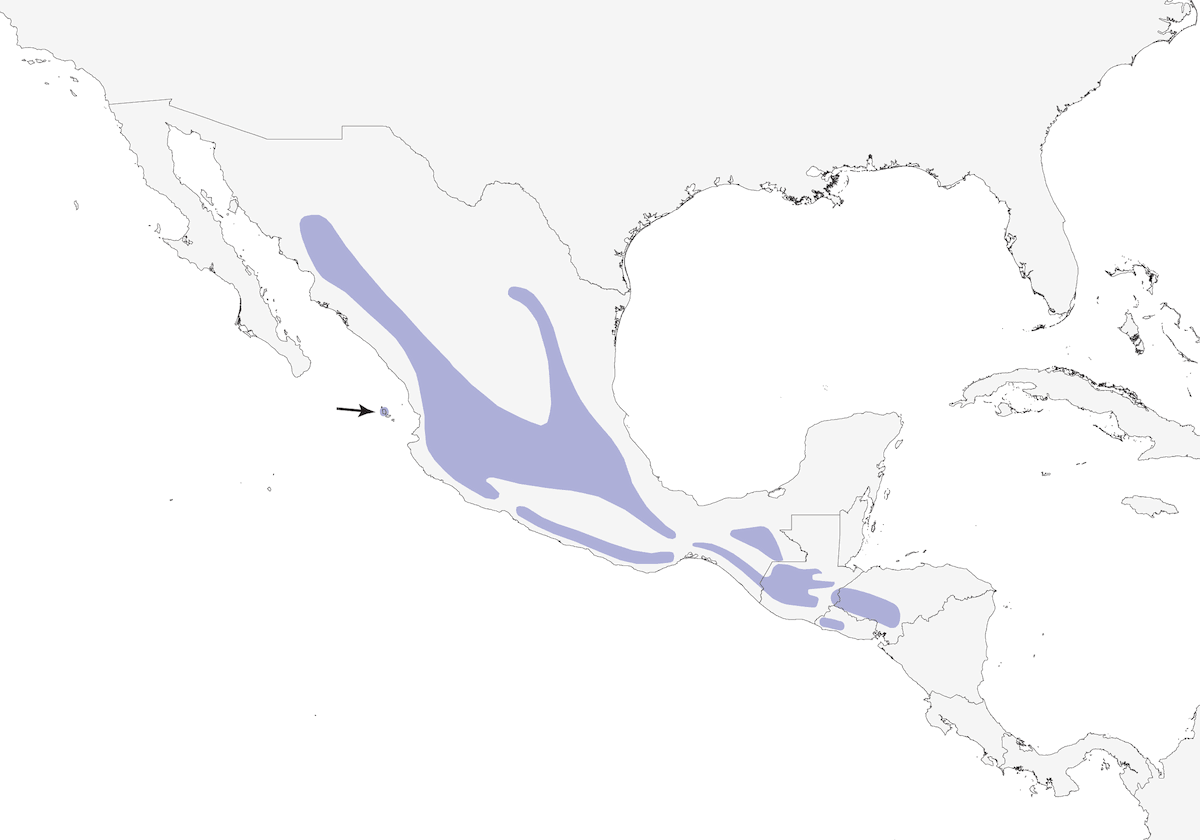 Brown-backed Solitaire, Distribution 1