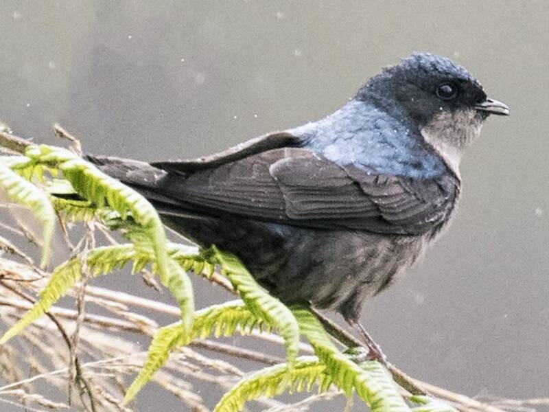 Brown-bellied Swallow