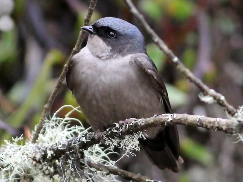 Brown-bellied Swallow, Photos 2
