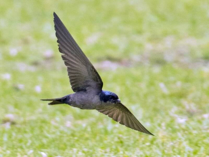Brown-bellied Swallow, Photos 3