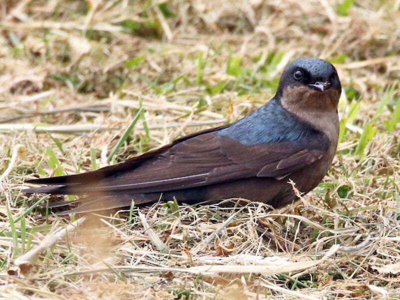Brown-bellied Swallow, Photos 4