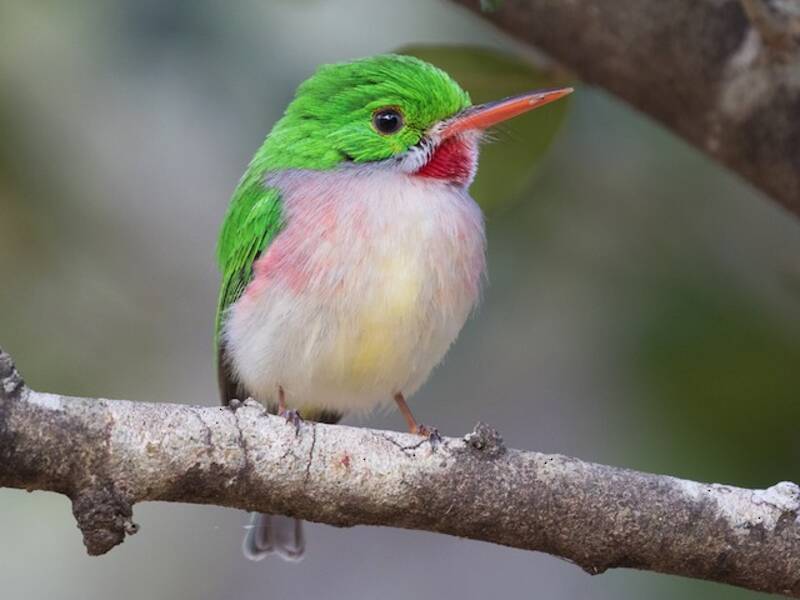 Broad-billed Tody, Photos 3
