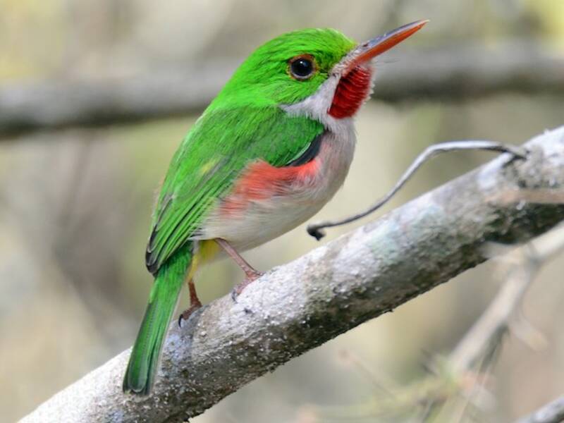 Broad-billed Tody, Photos 2