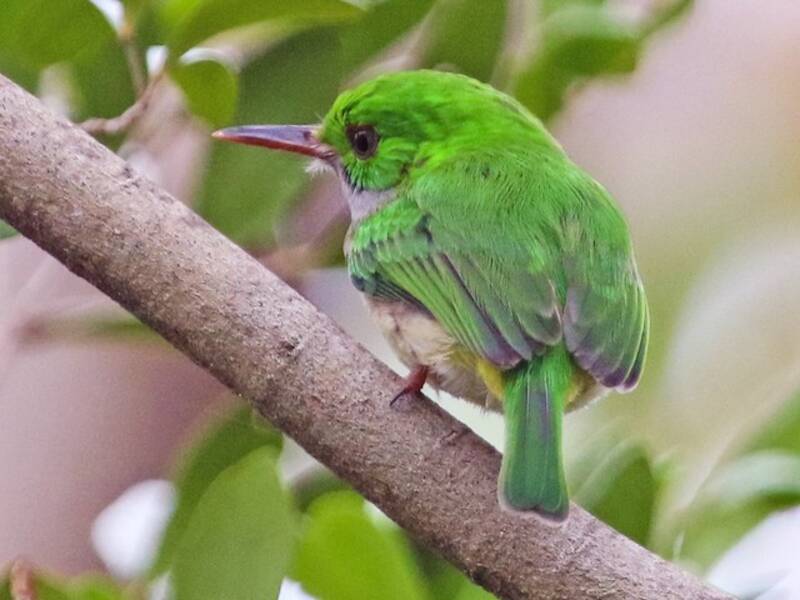 Broad-billed Tody (Todus subulatus)