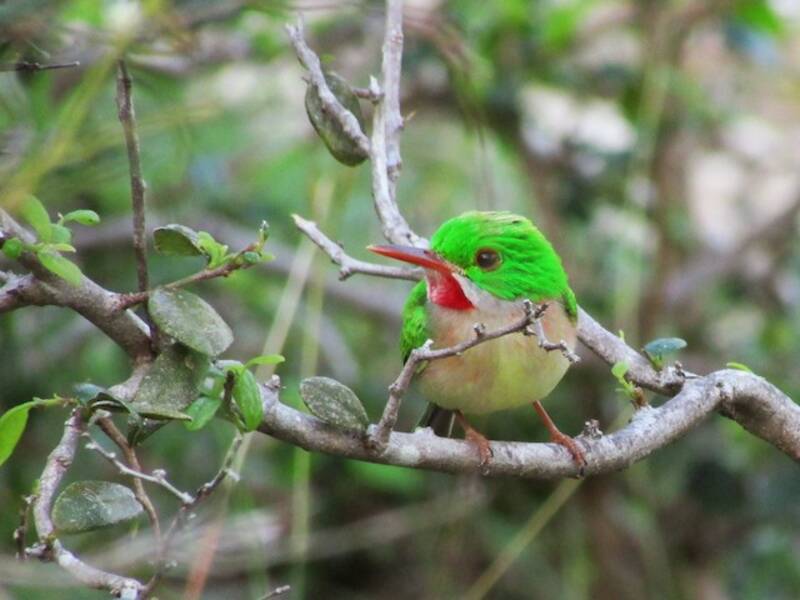 Broad-billed Tody, Photos 4