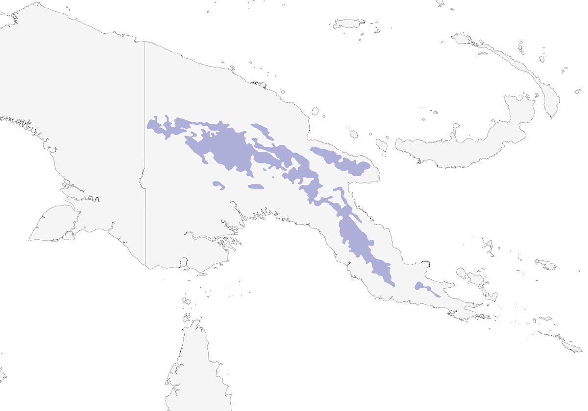 Siffleur à dos brun, Distribution 1
