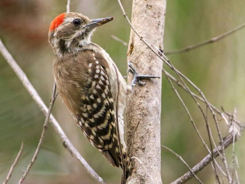 Brown-backed Woodpecker, 照片 3