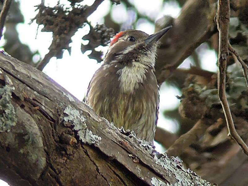 Brown-backed Woodpecker, 照片 2