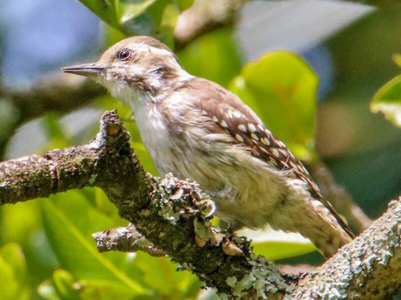 Brown-backed Woodpecker, 照片 4