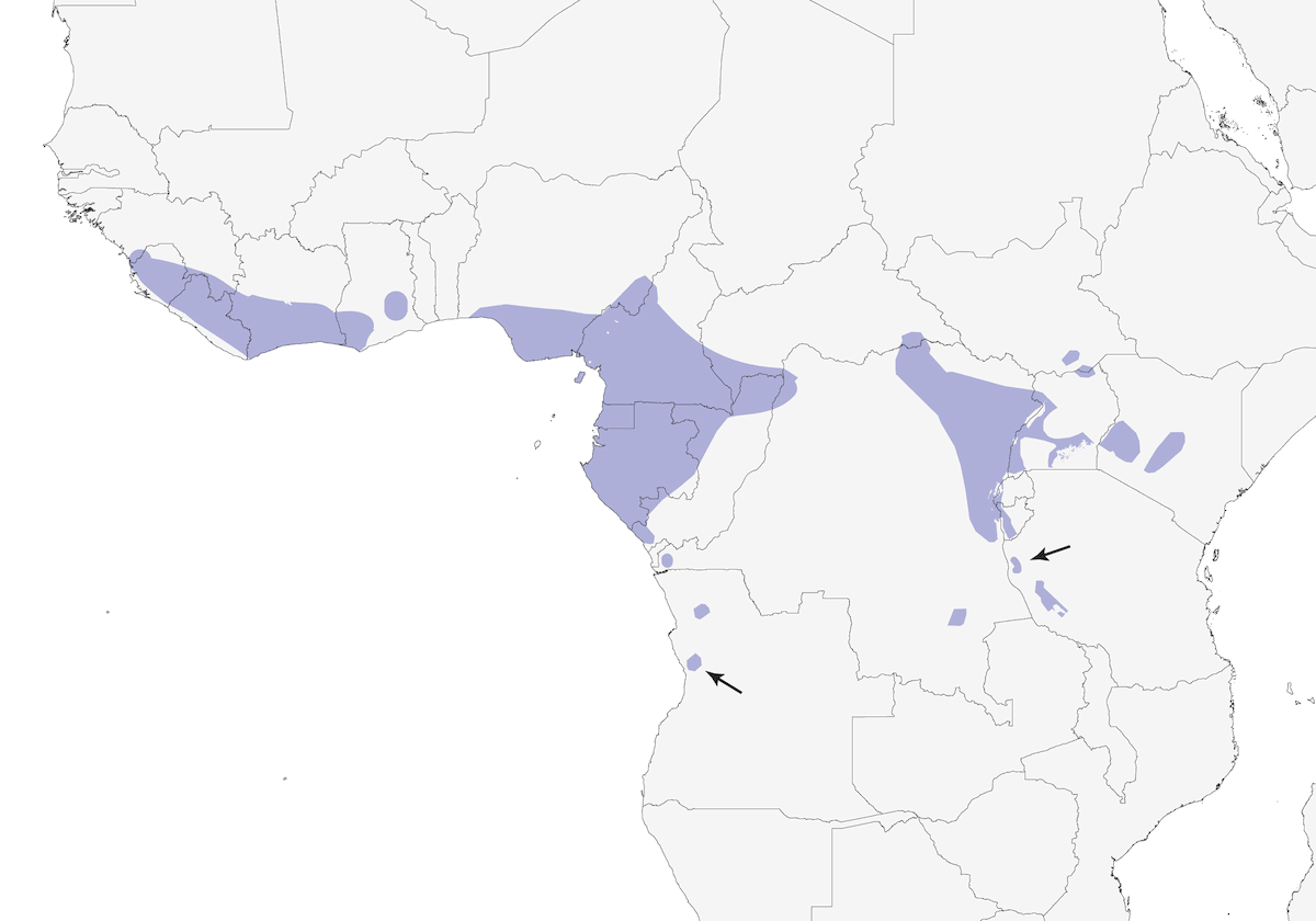 Alete pettocastano, Distribuzione 1